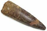 Fossil Spinosaurus Tooth - Real Dinosaur Tooth #376586-1
